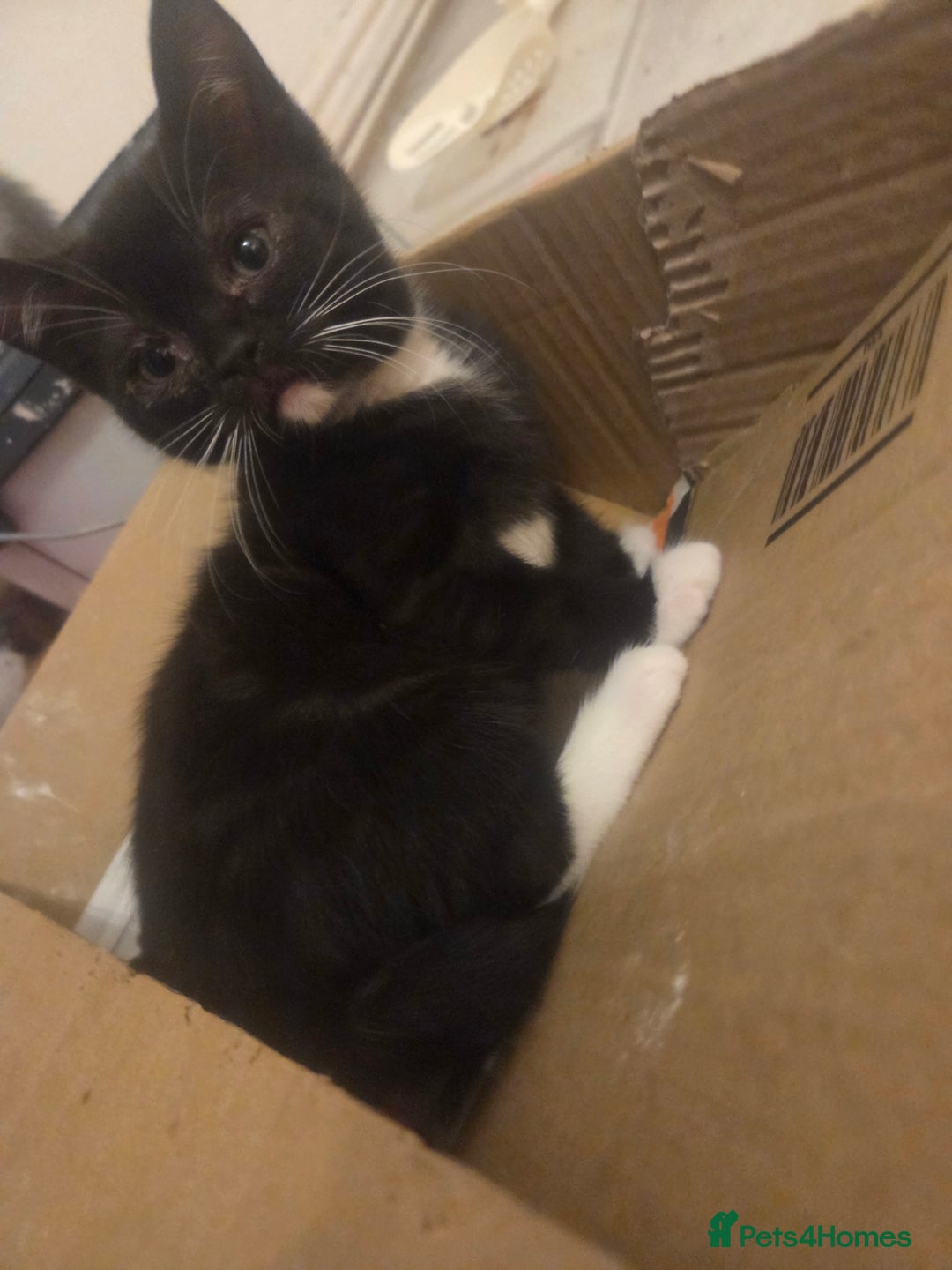 British Shorthair cats for sale: British short hair x domestic cat kittens  - Advert 4