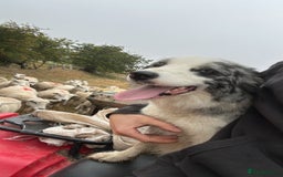 Border Collie dogs for sale: Border collie pups - Image 13