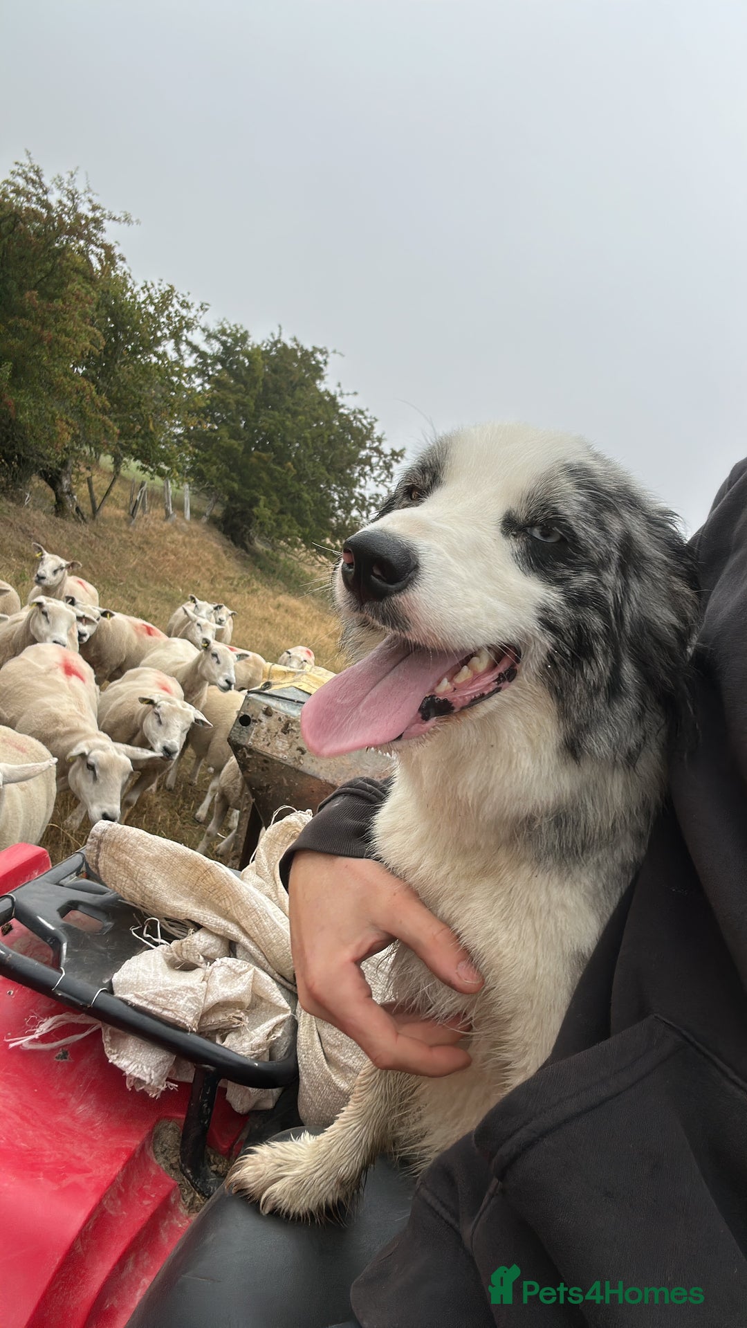 Border Collie dogs for sale: Border collie pups - Image 13