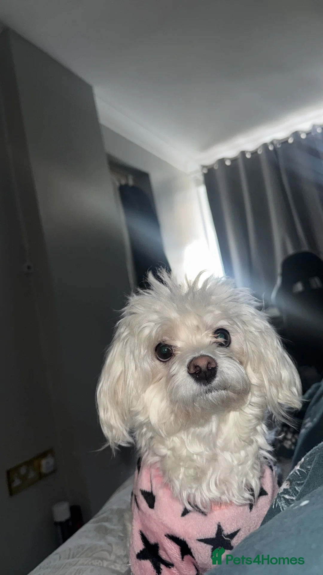Bichon Frise dogs for sale: 3 bichone frise puppies looking for a new home  in Luton - Advert 2