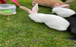 Continental Giant rabbits for sale: 2 male continental giants left - Image 17