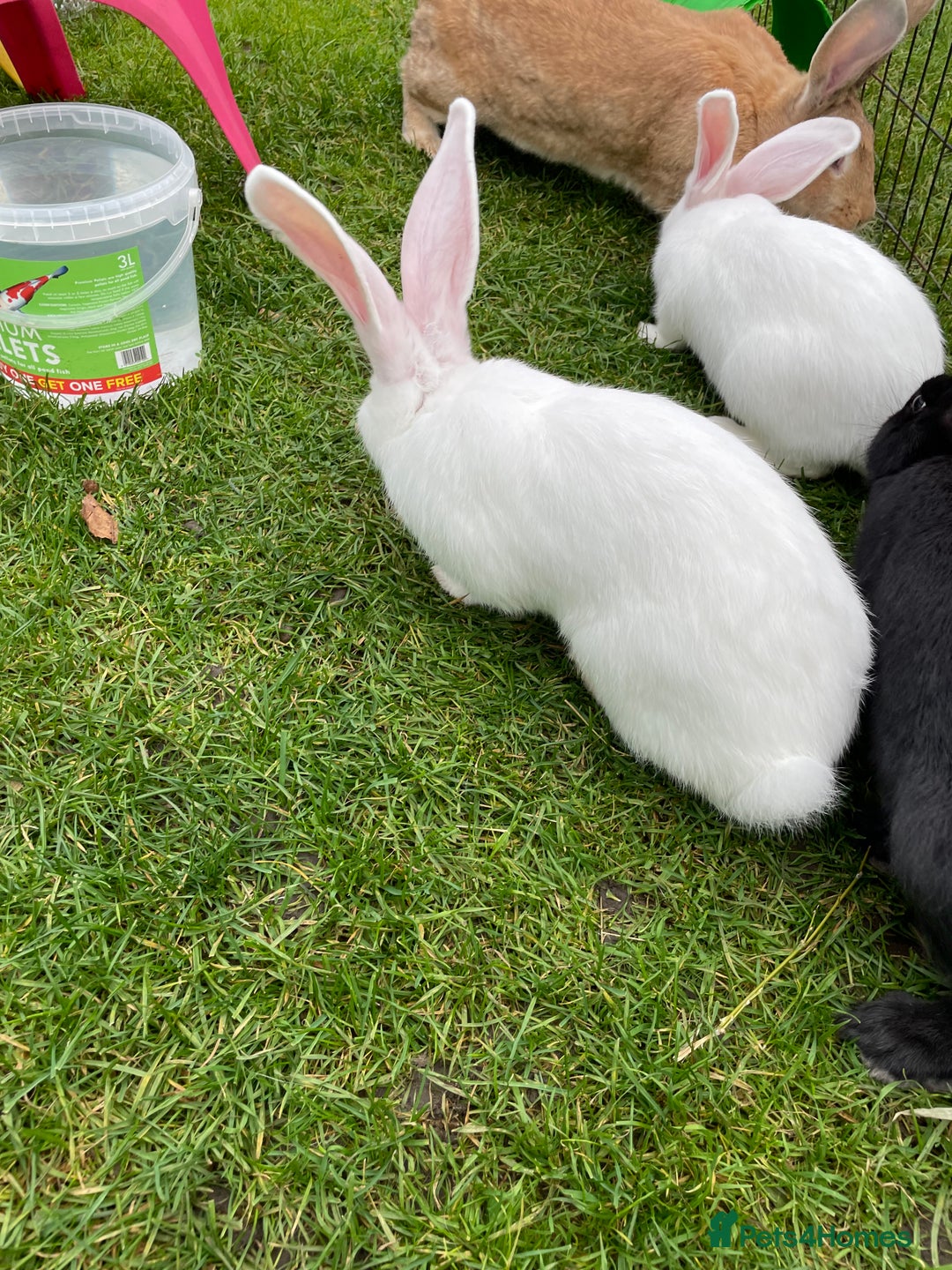 Continental Giant rabbits for sale: 2 male continental giants left - Image 17