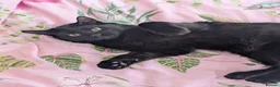 Mixed Breed cats for sale: Black male cat for rehoming  - Advert 3