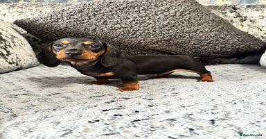Miniature Dachshund dogs - Advert 6