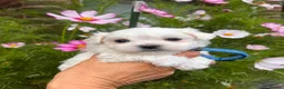 Maltese dogs for sale: Happy Tiny KC Reg Boys - Advert 14