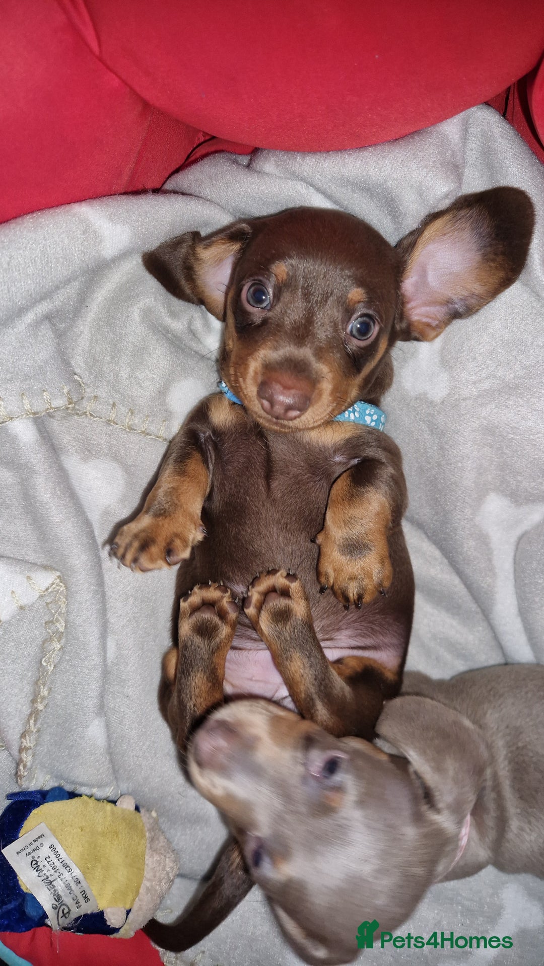 Miniature Dachshund dogs for sale: 1 beautiful kc puppy left ready 25/12/25 - Advert 4