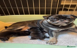 Pug dogs for sale: 3 Pure Breed Pug Puppies looking for forever homes - Image 9