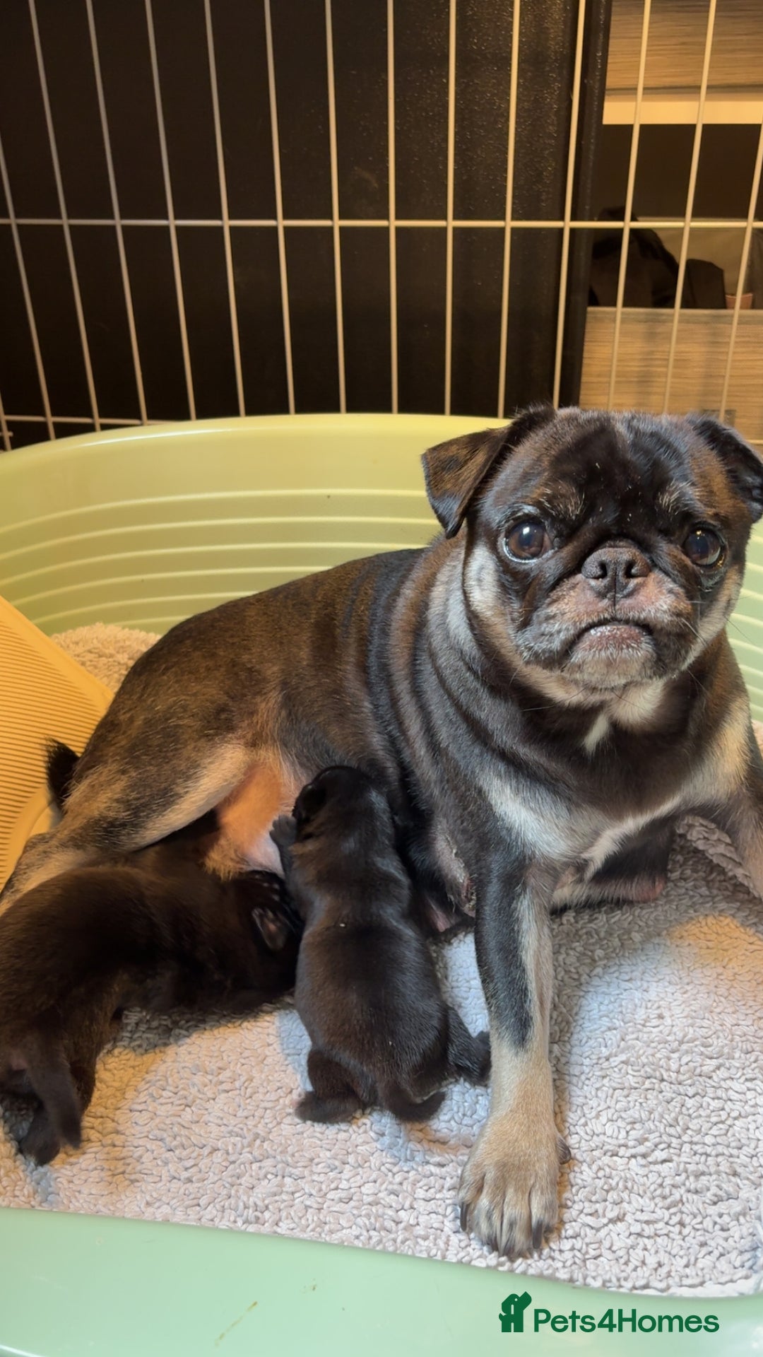 Pug dogs for sale: 3 Pure Breed Pug Puppies looking for forever homes - Image 9