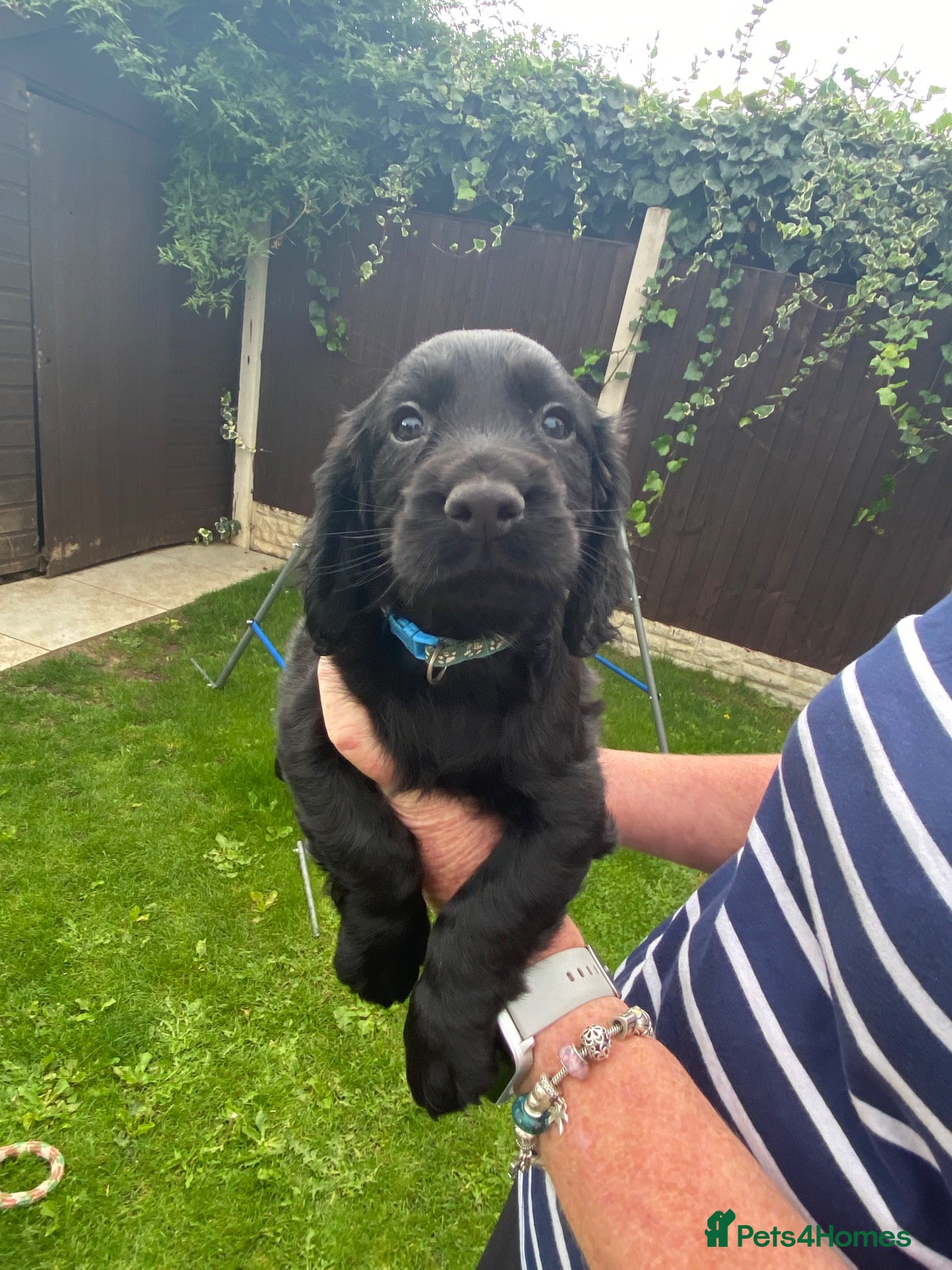 Cocker Spaniel dogs KC registered working cocker spaniels - Advert 1