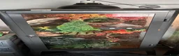 Mixed Breed reptiles for sale: Tortoises,crested geckos and corn snake  in Chatham - Advert 12