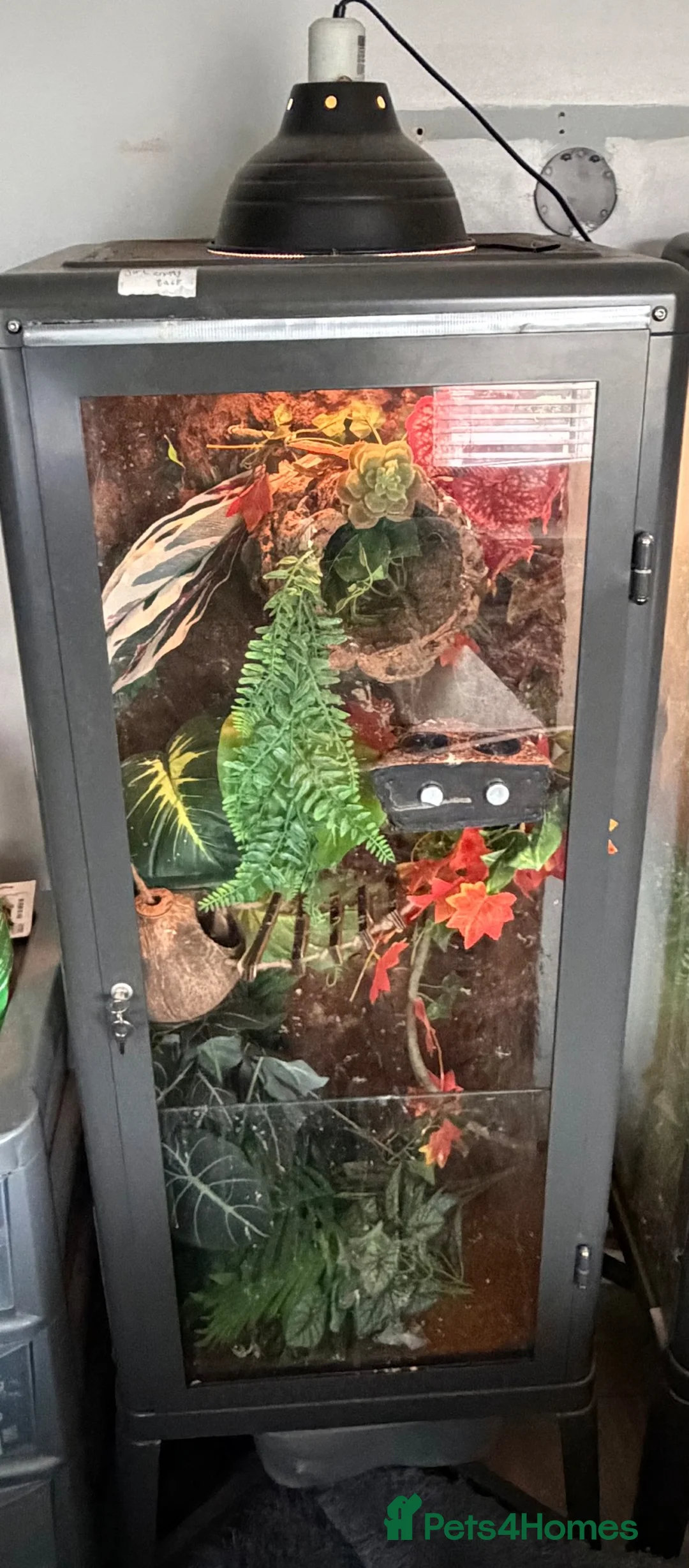 Mixed Breed reptiles for sale: (Tortoises),(crested geckos),(corn snake) - Advert 2