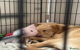 Labrador Retriever dogs for sale: nearly 7 month old labrador girl - Image 5