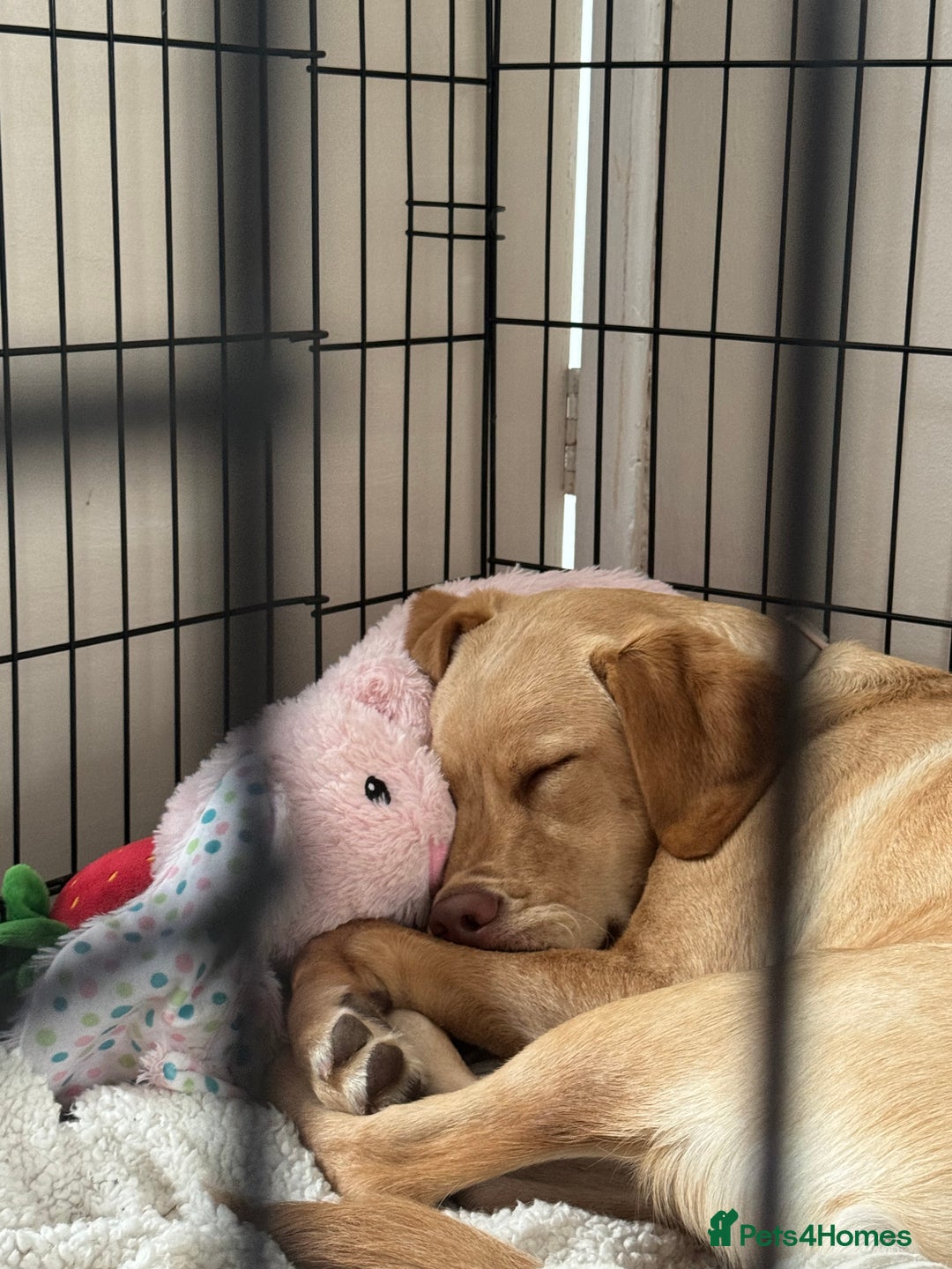 Labrador Retriever dogs for sale: nearly 7 month old labrador girl - Image 5