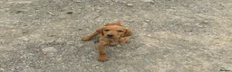 Mixed Breed dogs for sale: Red fox lab cross Puppies  - Advert 9