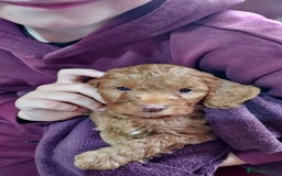 Cockapoo dogs for sale: Stunning F1 Cocokapoos - Image 9