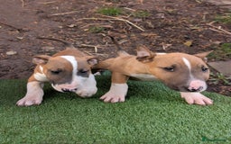 English Bull Terrier dogs for sale: Original English bull terriers  - Image 10