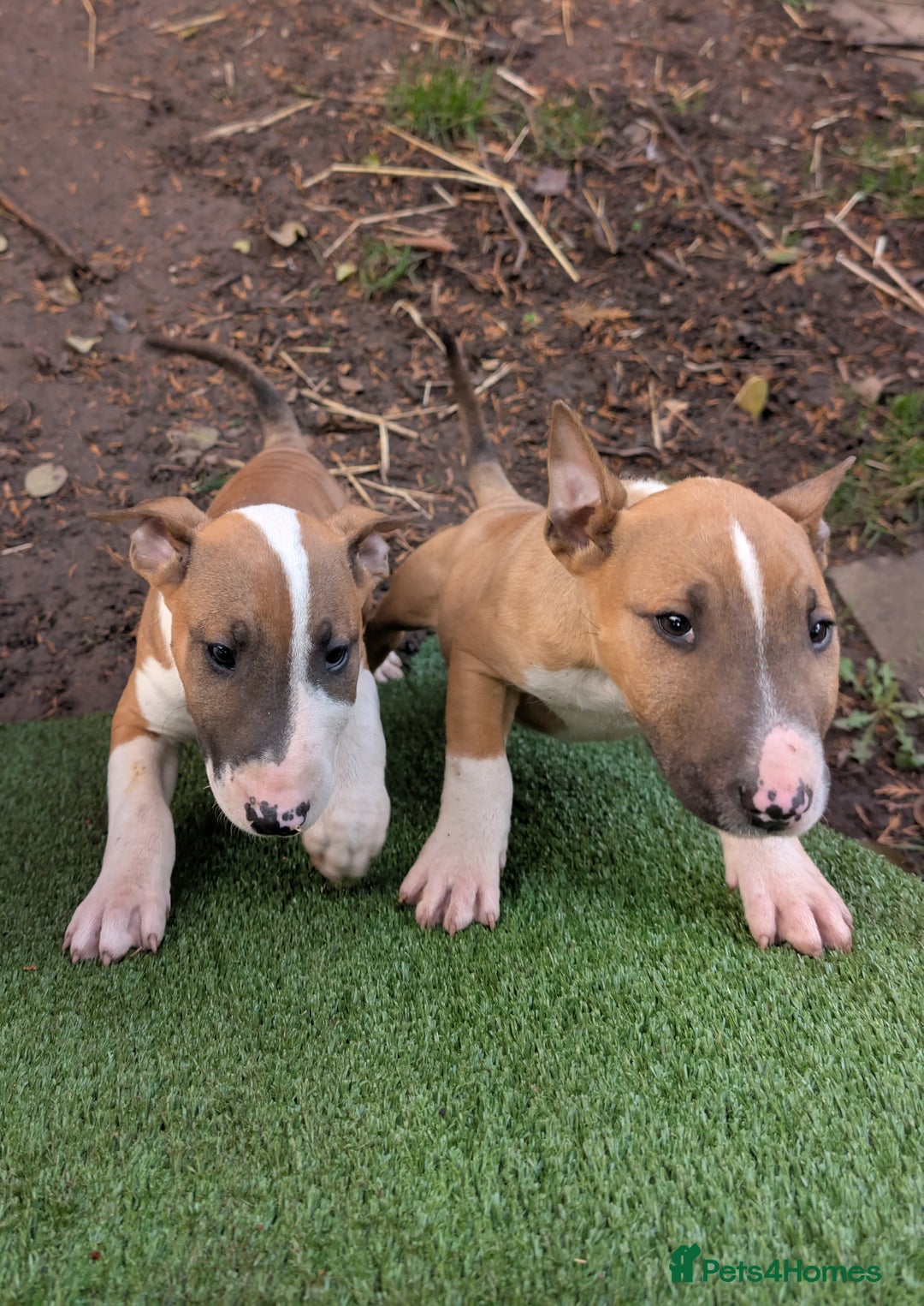 English Bull Terrier dogs for sale: Original English bull terriers  - Image 10