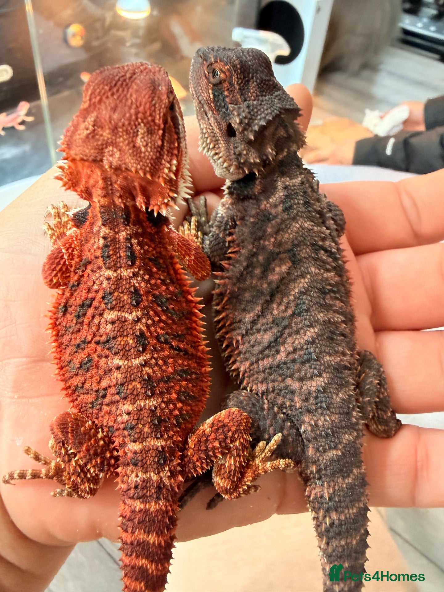 Dragon reptiles Red monster dragons - Advert 1