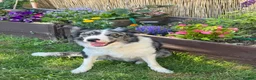 Border Collie dogs for sale: Border collie puppies  - Advert 15