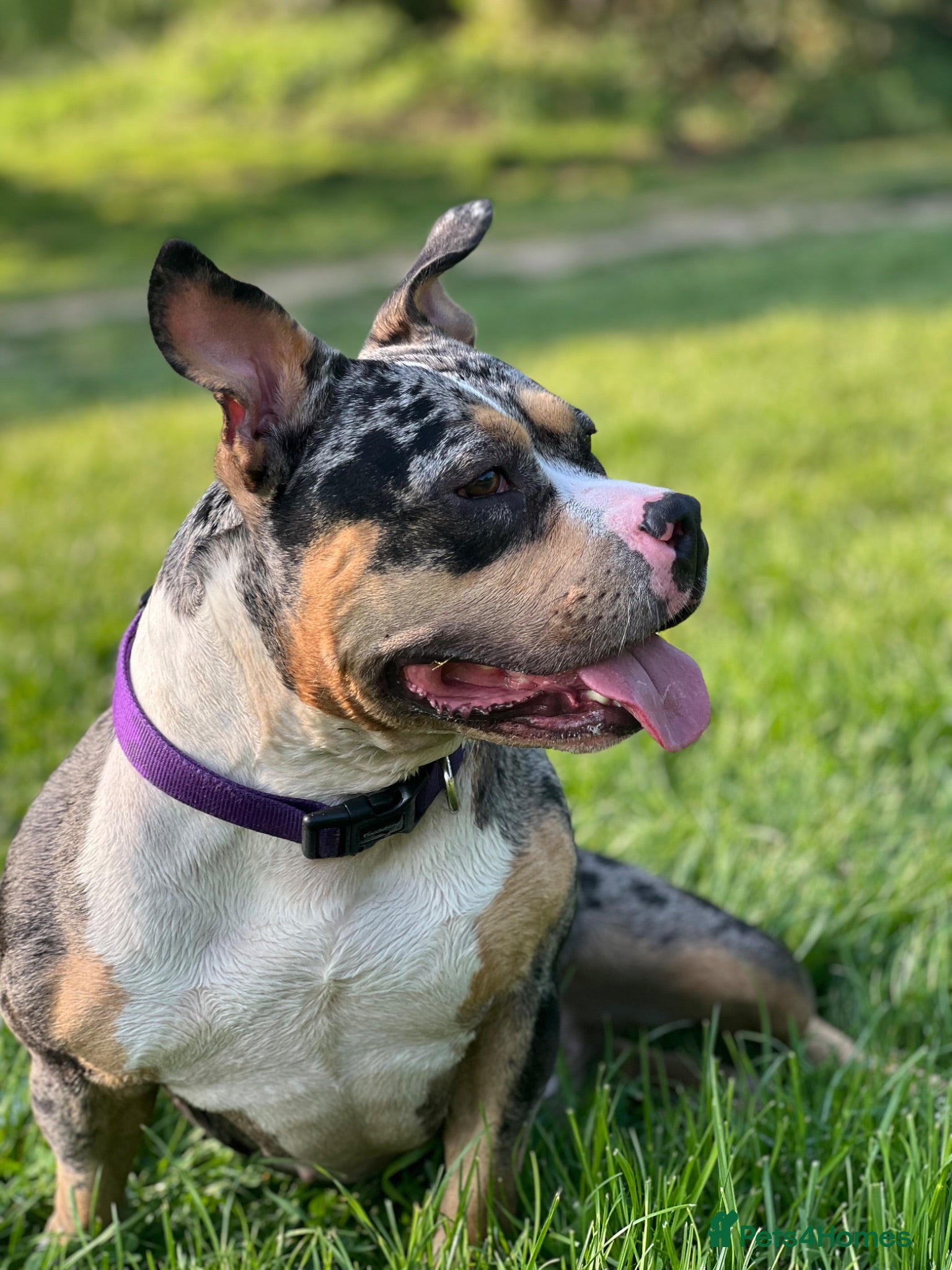 American Bully dogs Pocket Bullies only 3 girls 1 boy left  - Advert 1