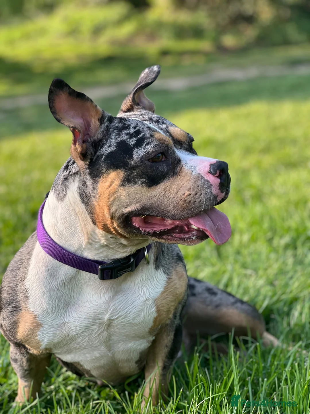 American Bully dogs for sale: Pocket Bullies only 3 girls 1 boy left  in Addlestone - Advert 1