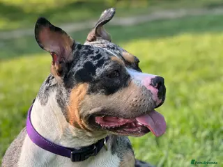 American Bully dogs Pocket Bullies only 3 girls 1 boy left - Advert 1