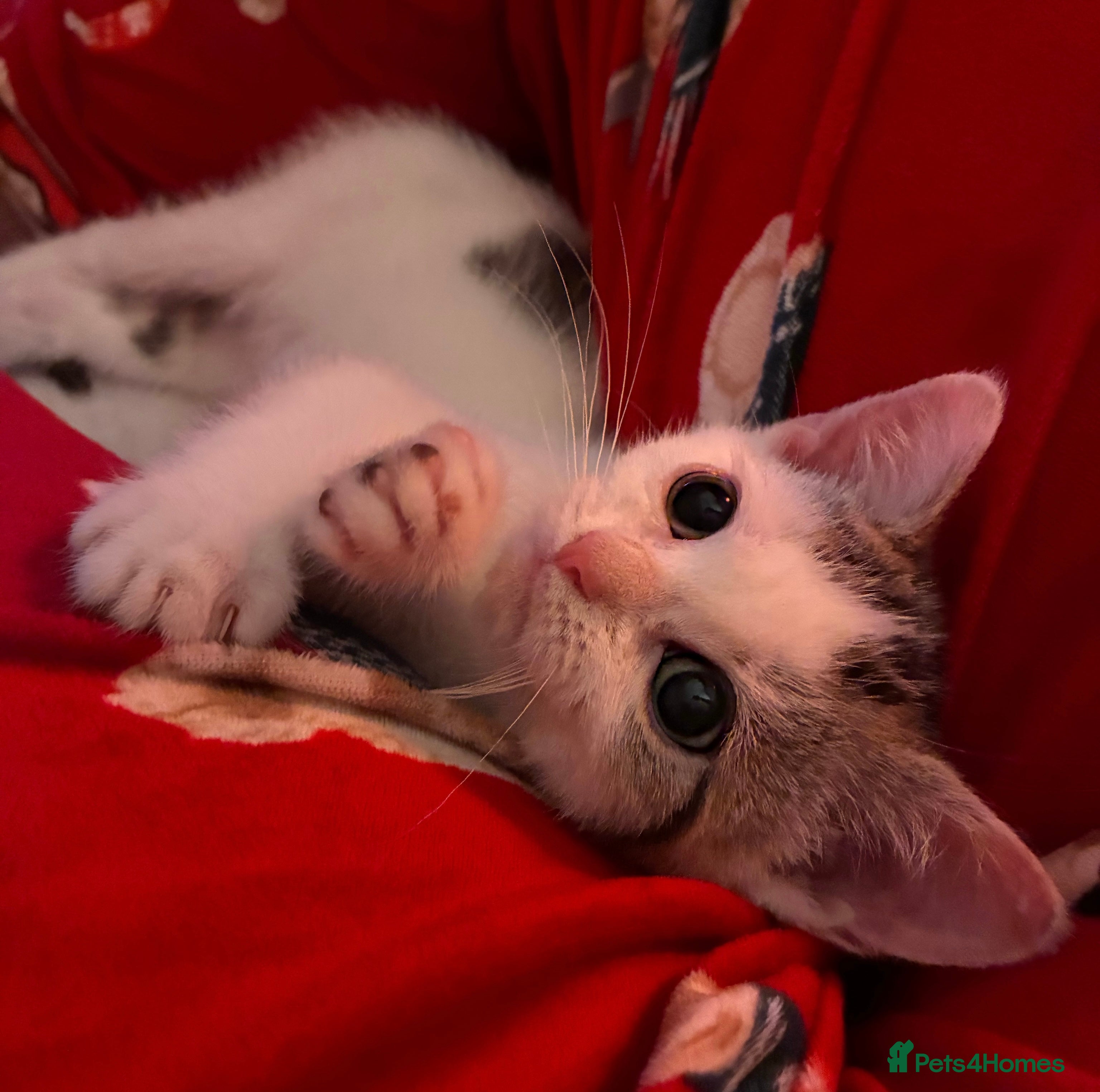 British Shorthair cats Last Sweet British Shorthair X Kitten - Advert 6