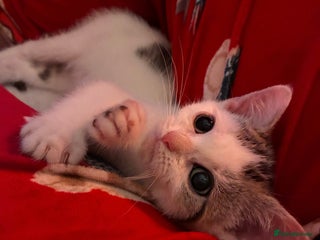 British Shorthair cats Last Sweet British Shorthair X Kitten - Advert 17