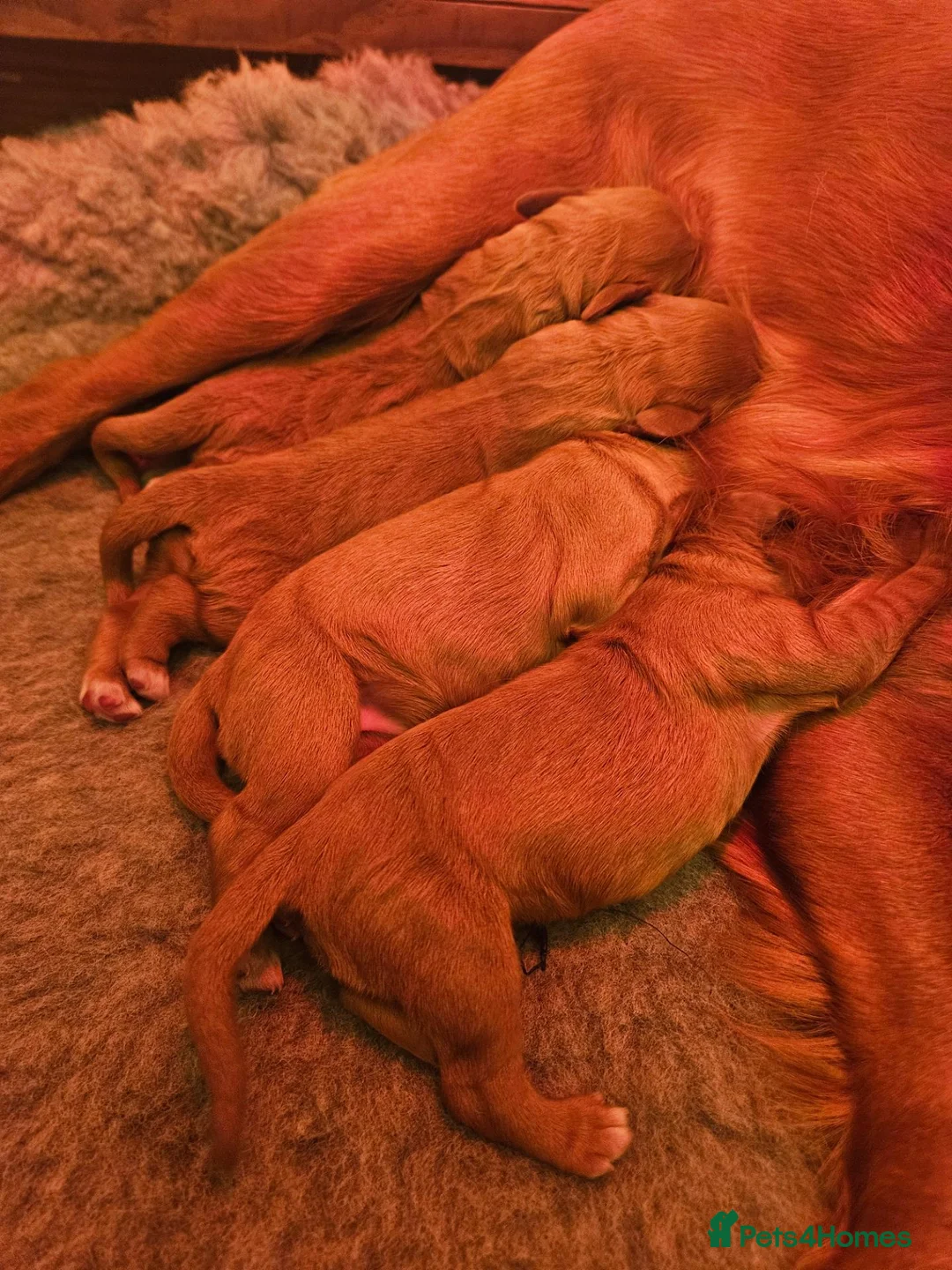 Cocker Spaniel dogs for sale: Beautiful Red Working Cocker Spaniel Puppies - Advert 1