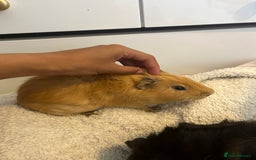 Guinea Pig rodents for sale: Male Guniea pigs 2x  - Image 3