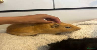 Guinea Pig rodents - Advert 8