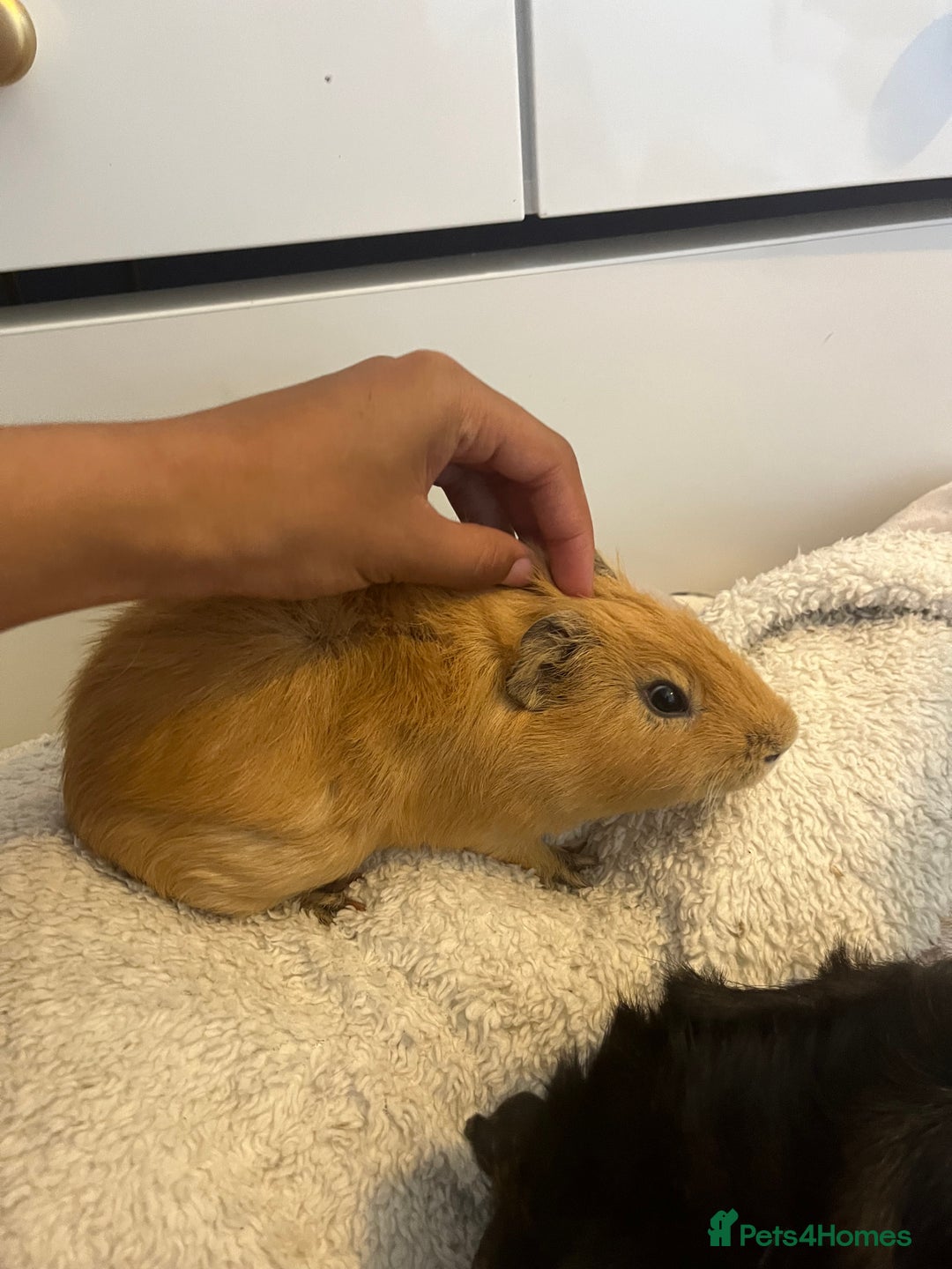 Guinea Pig rodents for sale: Male Guniea pigs 2x  - Image 3