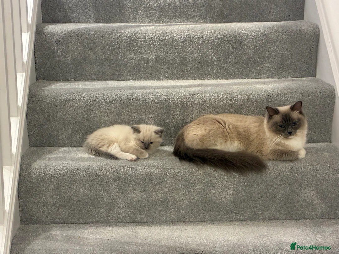 Ragdoll cats for sale: Ragdoll kitten for sale 8 weeks old - Advert 3