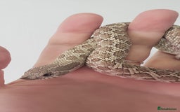 Snake reptiles for sale: Western hognose snakes available  - Image 6