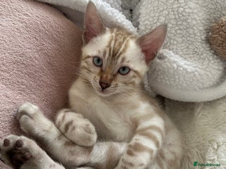 Bengal cats - Advert 26