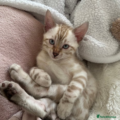 Bengal cats - Advert 1