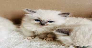 Ragdoll cats - Advert 5