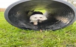 Maltese dogs for stud: Maltese Males (for Stud)  in Durham - Image 11