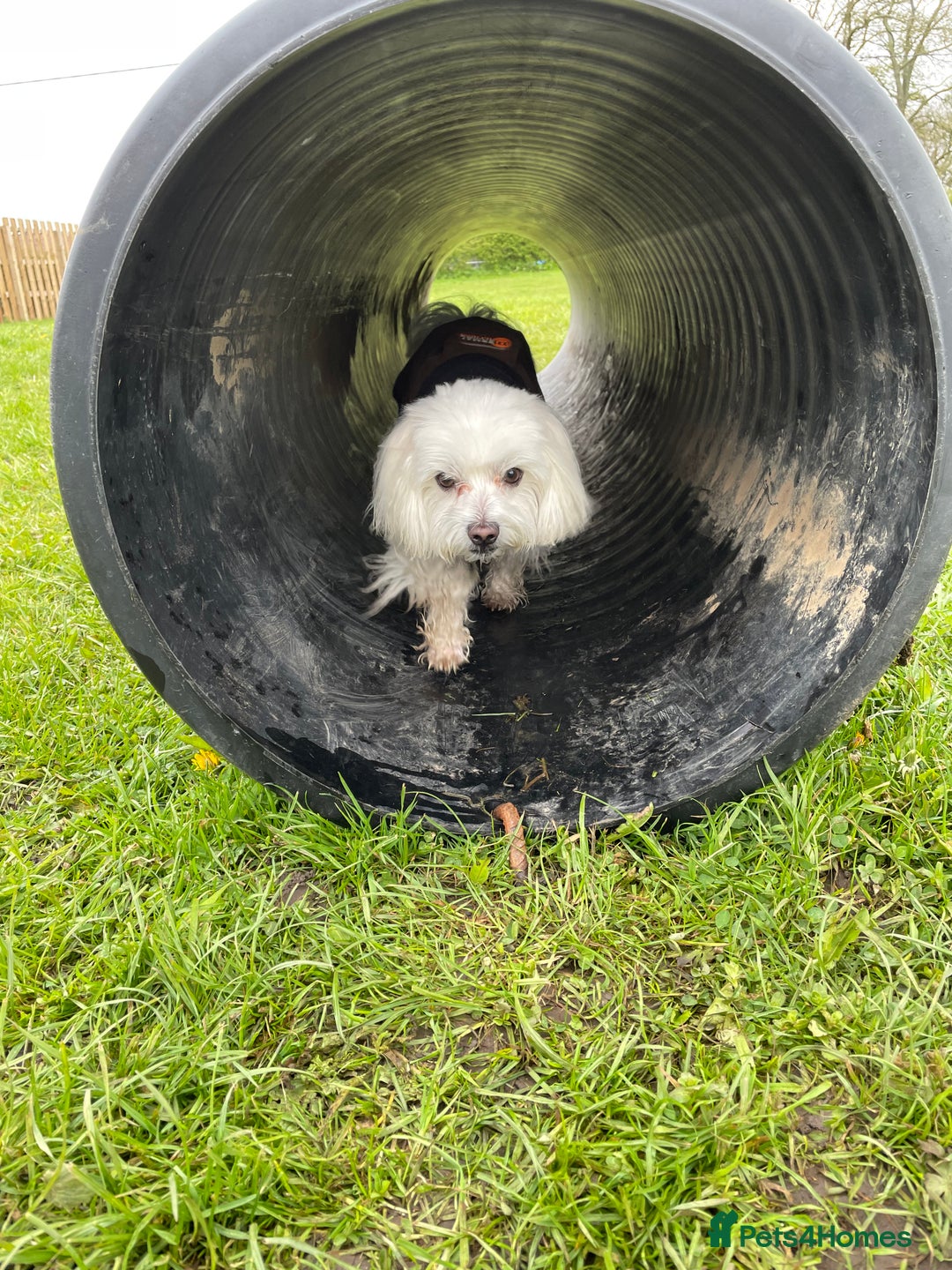 Maltese dogs for stud: Maltese Males (for Stud)  in Durham - Image 11