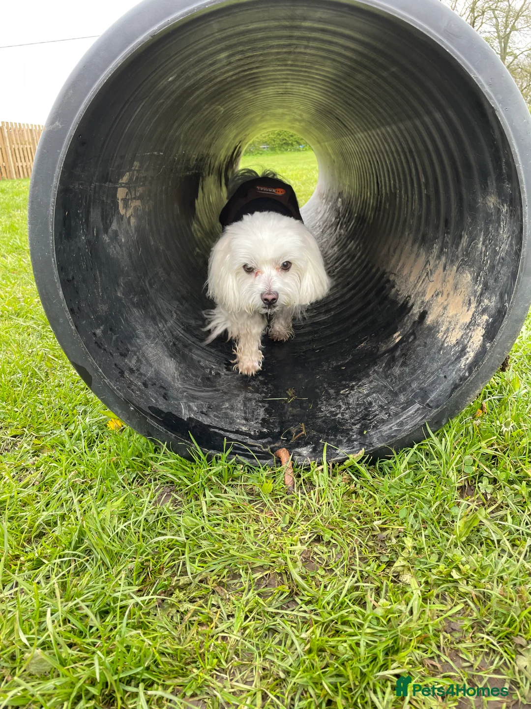 Maltese dogs for stud: Maltese Males (for Stud)  in Durham - Advert 11