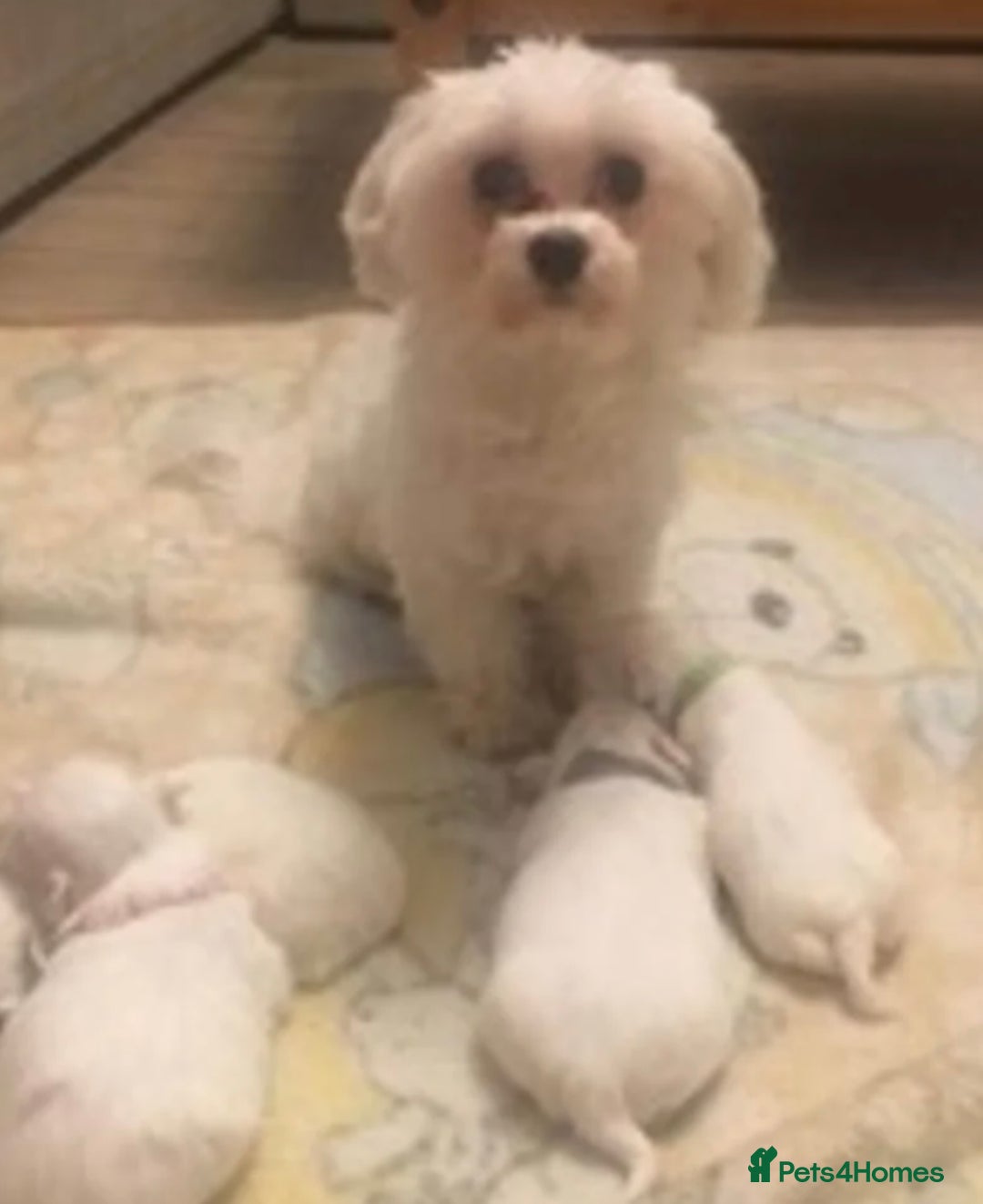 Maltese dogs for stud: *** EXPERIENCED MALTESE STUD*** - Advert 9
