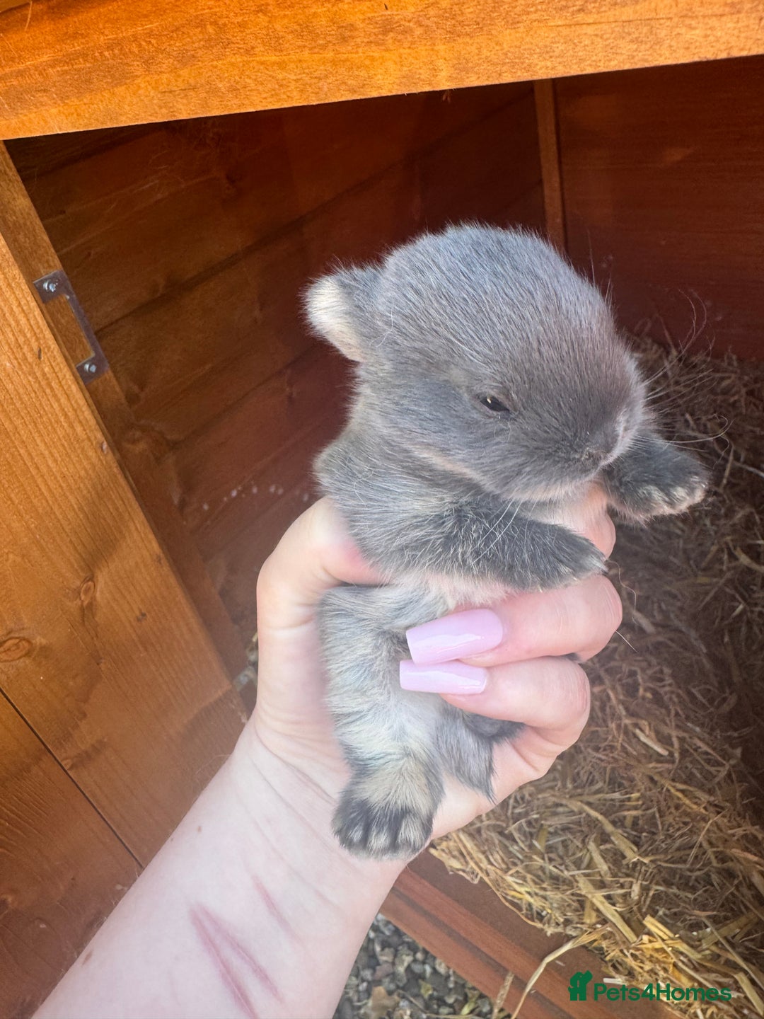 Netherland Dwarf rabbits for sale: Netherland dewarfs, ready to leave in 6 weeks  - Image 6