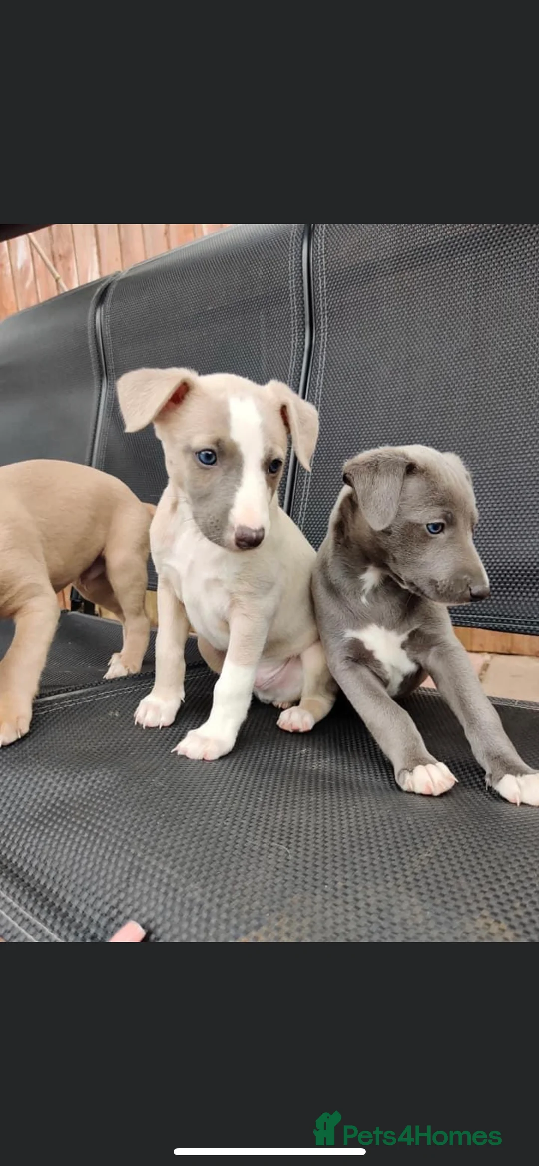 Whippet dogs for stud: Whippet stud dog in Somerton - Advert 13