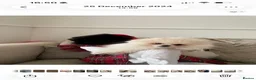 Pomeranian dogs for sale: Male Teddy Pomeranian  - Advert 5