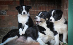 Border Collie dogs for sale: Border Collie Puppies for Sale - Image 1