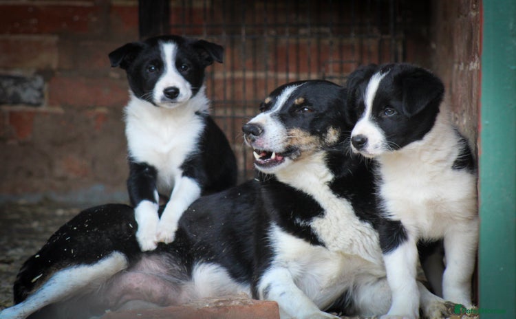 Border Collie dogs - Advert 1