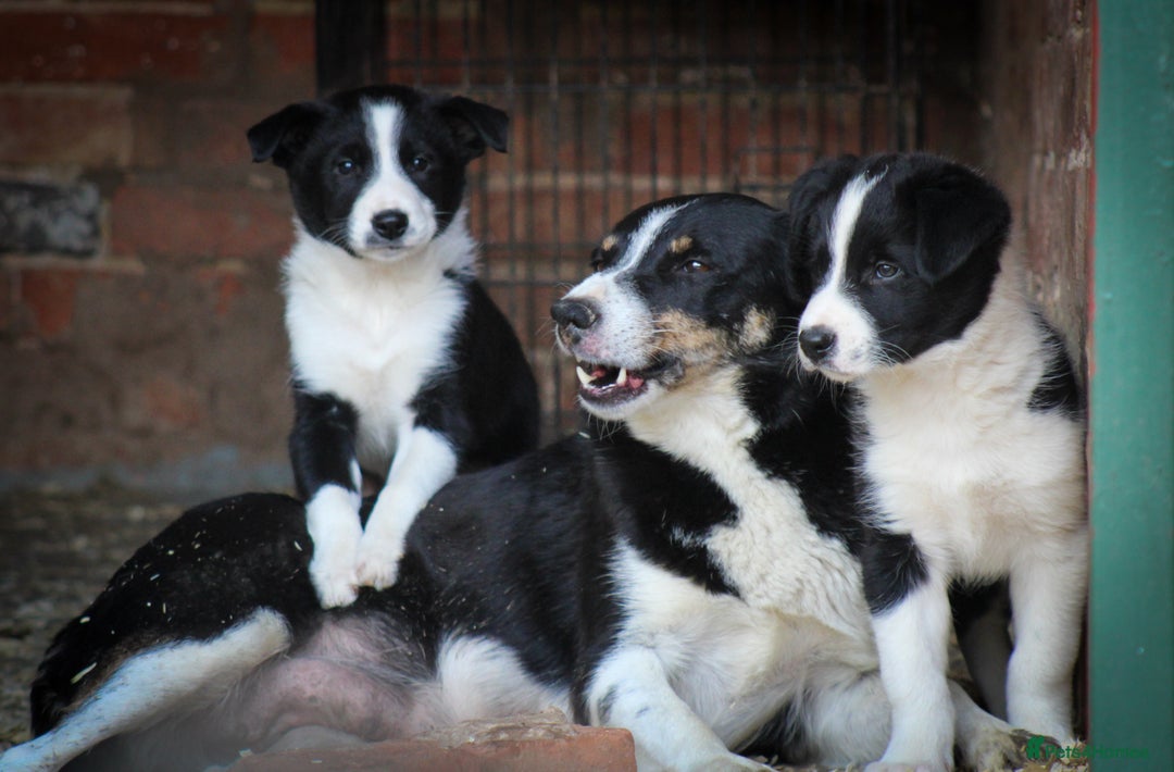 Border Collie dogs for sale: Border Collie Puppies for Sale - Image 1