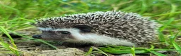 Pygmy Hedgehog rodents for sale: African Pygmy Hedgehog Hoglets - Advert 8