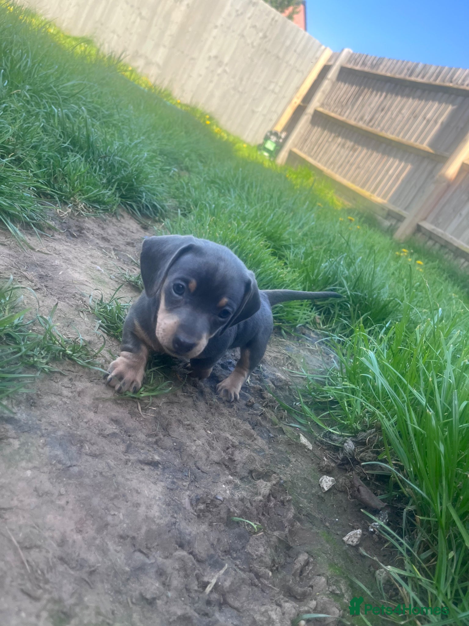 Dachshund dogs REDUCED THIS WEEKEND 1 GIRL Beautiful dachshunds - Advert 21