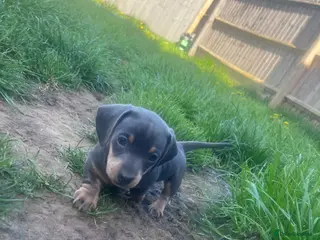 Dachshund dogs REDUCED THIS WEEKEND 1 GIRL Beautiful dachshunds - Advert 21